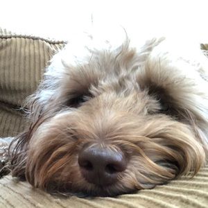 Meet your Posher, Rocco